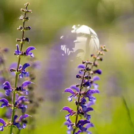 Strandhotel Schabus 3*