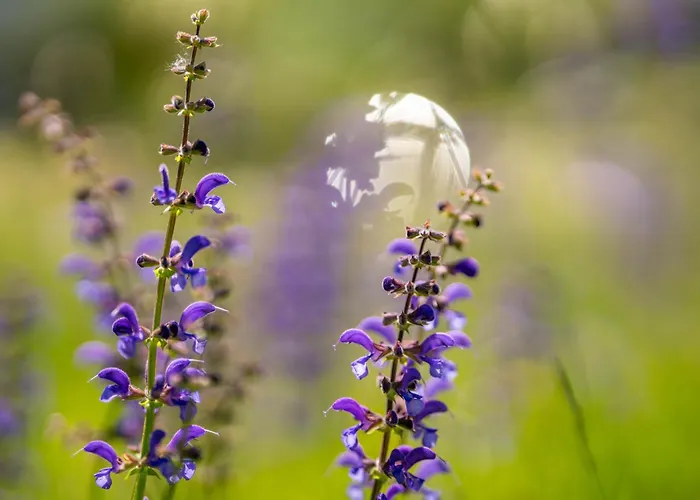 Strandhotel Schabus 3*